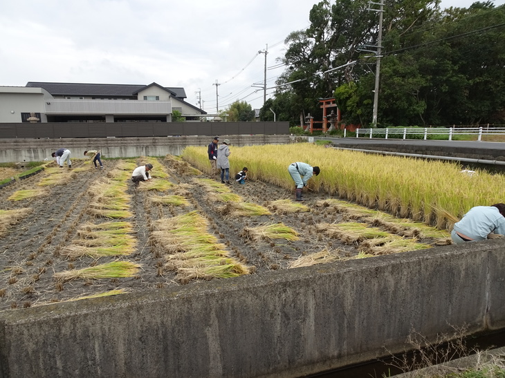 もち米の稲刈り ご案内